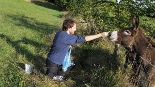 Donkeys do not like carrot but bread!